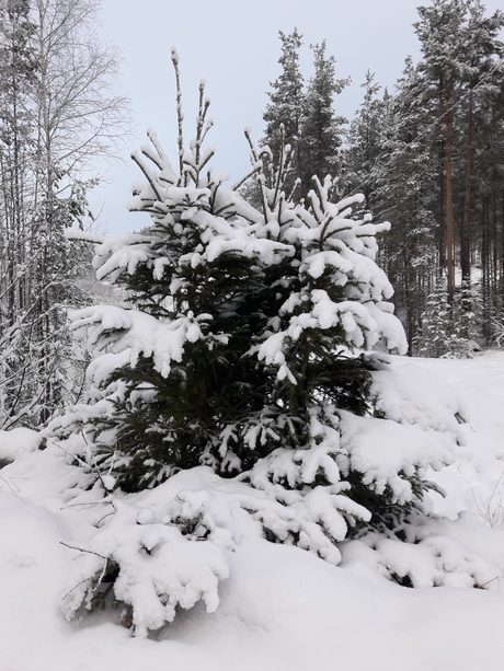 Kerstboom met sneeuw
