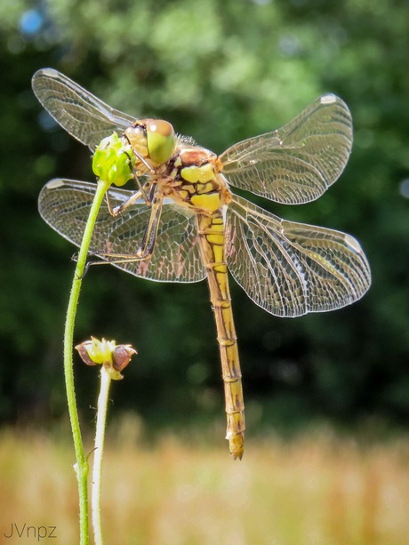 Bruinrode heidelibel 