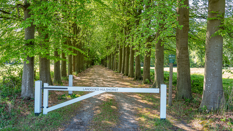 De Beukenlaan