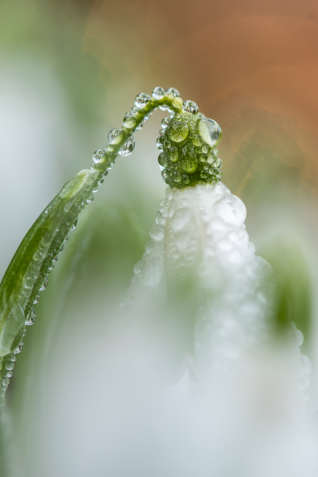 Achtergebleven regendruppels.