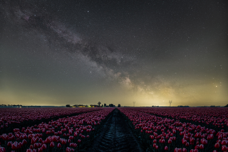 Tulpen in de nacht