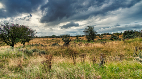 landschap