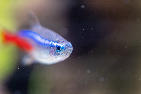 Neontetra