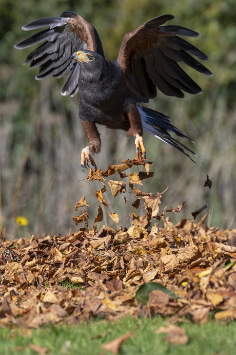 vogel met bladeren