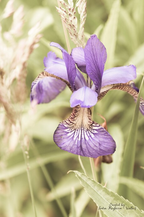Siberische Iris