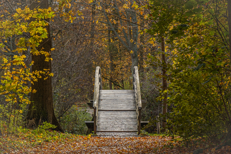 Bruggetje in het bos