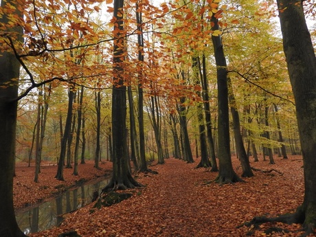 Herfstkleuren