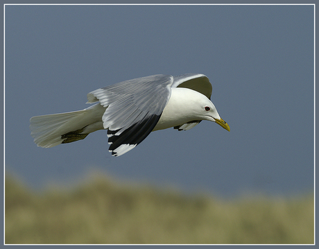 Hanging in the wind!
