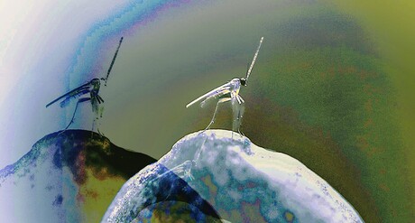 mug op paddenstoel, variatie