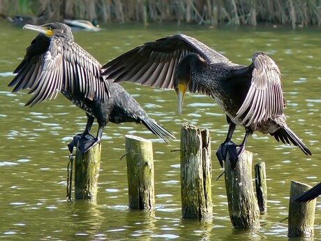 Aalsgolvers in de zon...