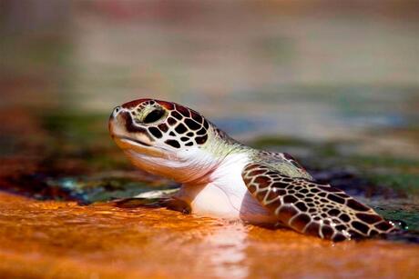 schildpadje klautert uit water