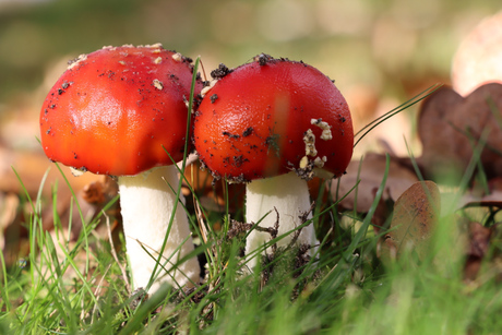 Rood met witte stippen 