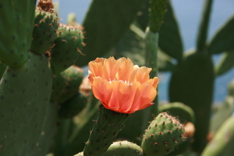 Cactus bloem