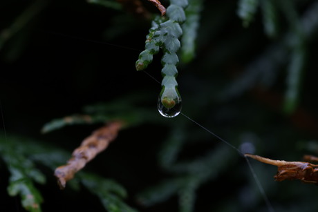 Reflectie in waterdruppel