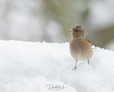 Vink in de sneeuw