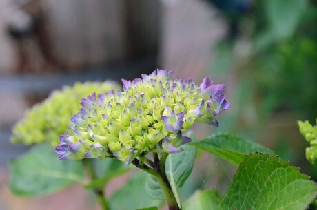 Hortensia