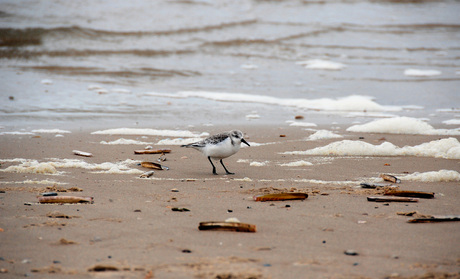 Vogeltje op het strand