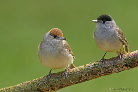 Zwartkop Man en Vrouw
