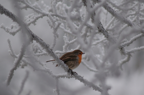 Roodborst in de sneeuw