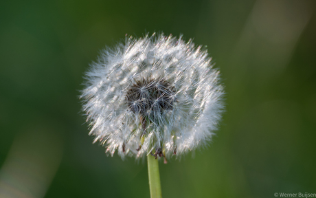 Paardebloem