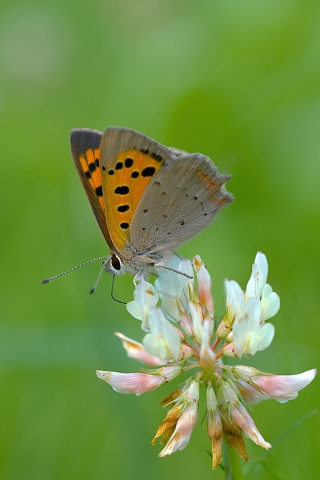 Kleine vuurvlinder