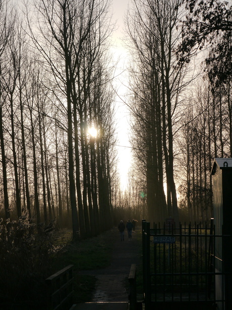 Ander rijtje met bomen