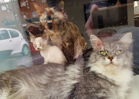 Paparazzi 