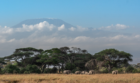 Kilimanjaro 