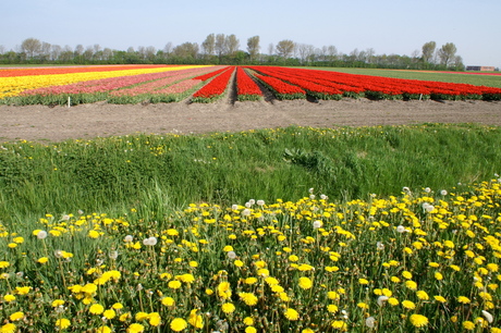 Bloemenpracht