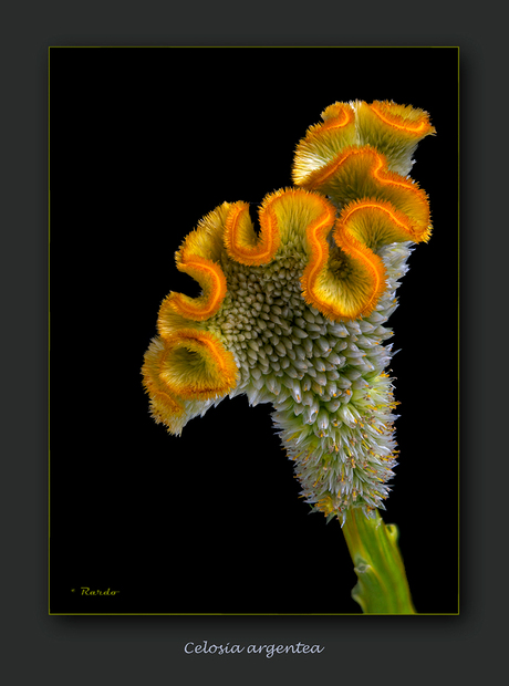 Celosia argentea