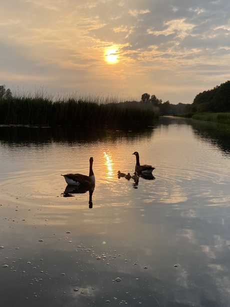 Ganzen met zonsondergang 