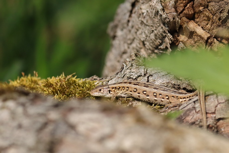 Zandhagedis (Vrouw)