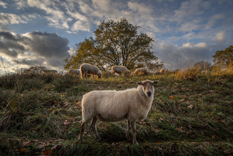 Maasduinen herfst 2024