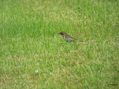 De Zanglijster in het gras