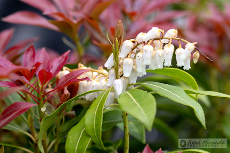 Lente komt in beeld