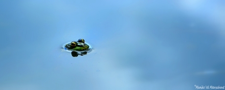 Groggy Froggy