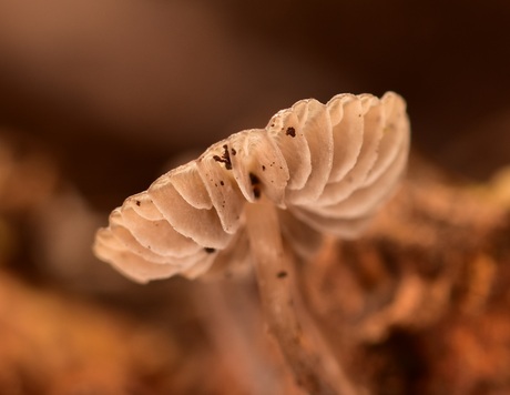 Pronken in herfstkleuren