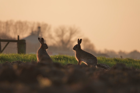 Haasjes in tegenlicht