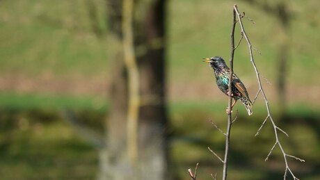 Wat is de spreeuw toch mooi in deze tijd