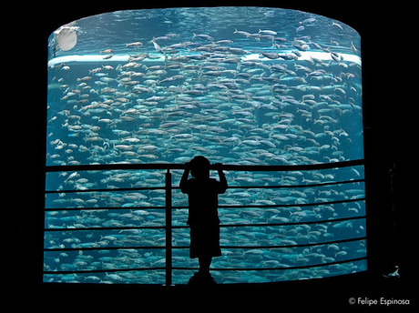 My son at the aquarium...