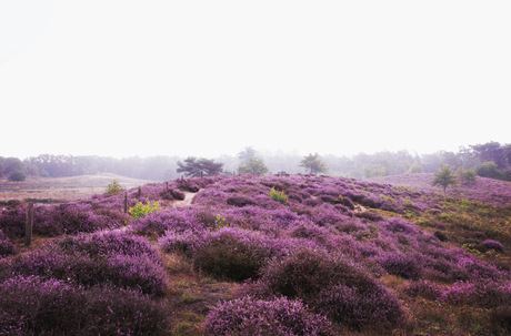 Mist op de heide