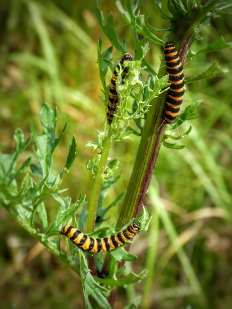 Rupsen 🐛 familie