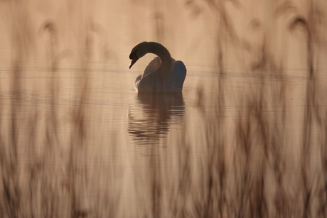 Knobbelzwaan in het ochtendlicht