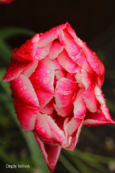 Bovenkant van een tulp