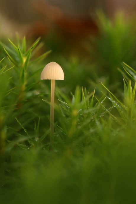 Mycena