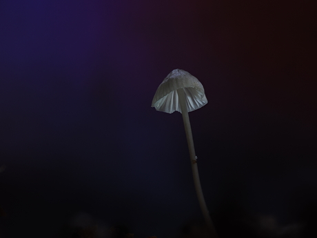 Melksteel Mycena