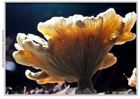 paddenstoel in tegenlicht