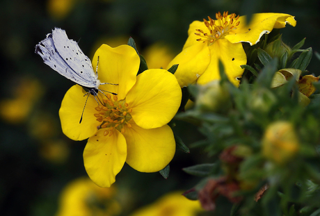 yellowflower