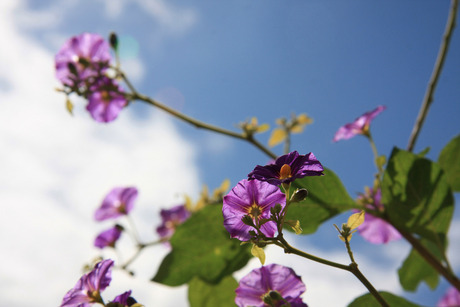 Flower in sunlight