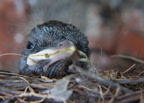 achter in de tuin